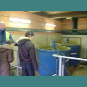 Water plant 011.jpg